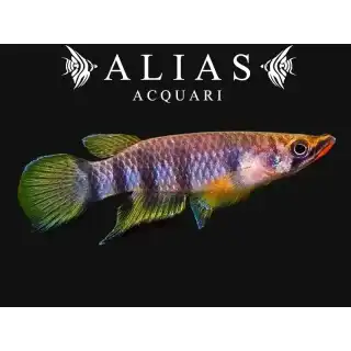 Epiplatys dageti
