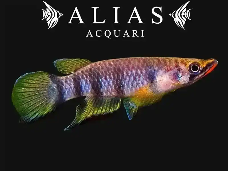 Epiplatys dageti