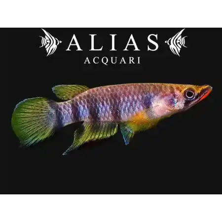 Epiplatys dageti