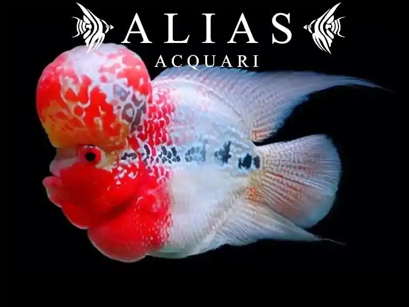 Cichlasoma Big Head Flowerhorn