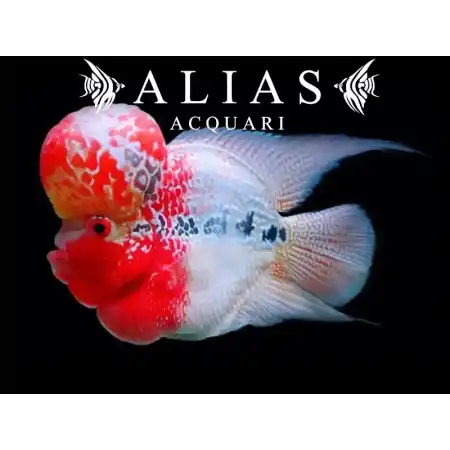 Cichlasoma Big Head Flowerhorn