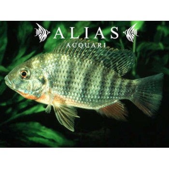 Tilapia Rendalli