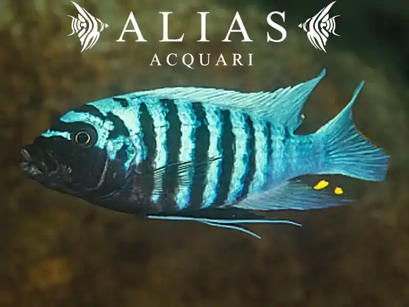 Pseudotropheus zebra