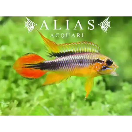 Apistogramma Agassizii gold red