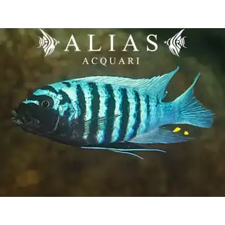 Pseudotropheus zebra