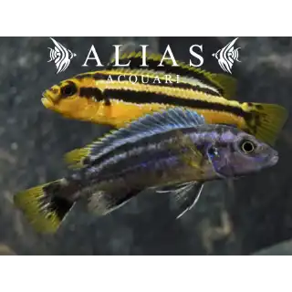 Melanochromis chipokae – 4-5 cm | Ciclidi Malawi | Alias Acquari