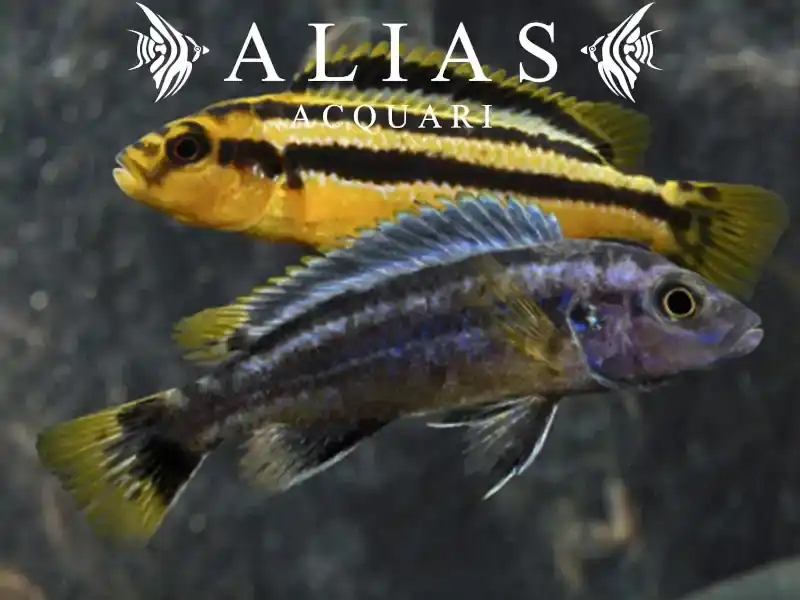 Melanochromis chipokae – 4-5 cm | Ciclidi Malawi | Alias Acquari