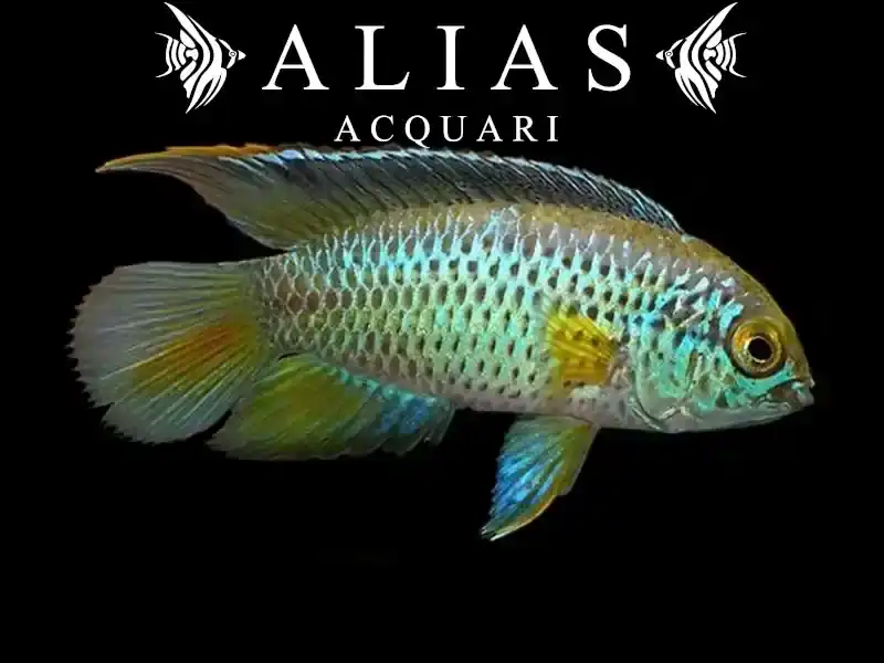 Nannacara Anomala