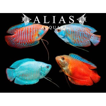 Colisa Lalia Mix Male