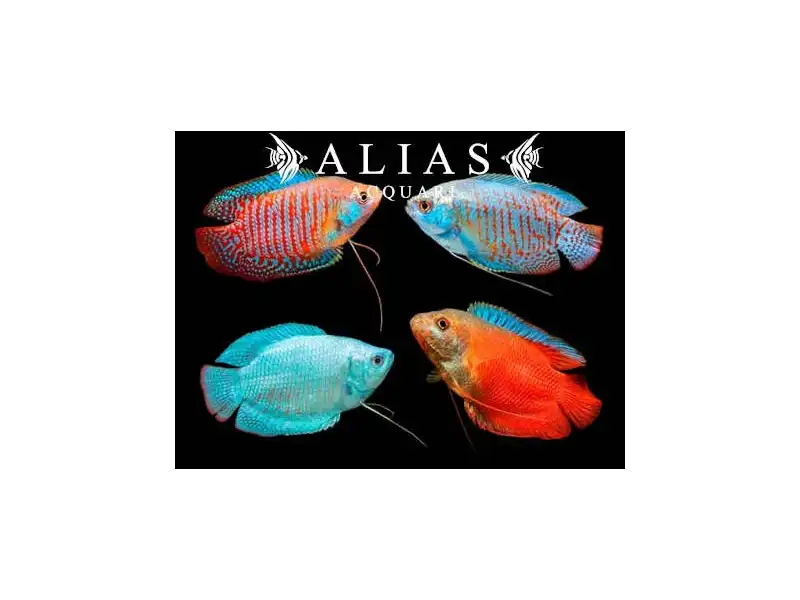 Colisa Lalia Mix Male