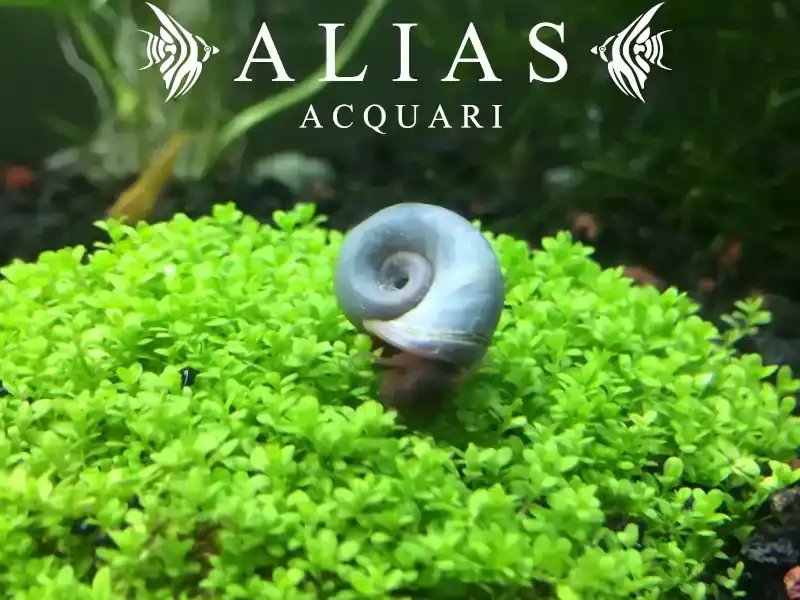 Planorbella duryi Blue