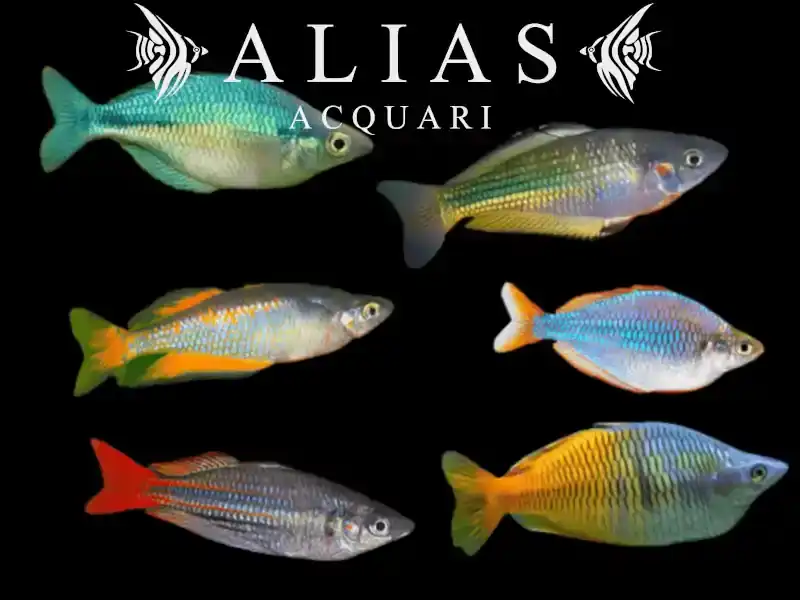 Melanotaenia Mixed
