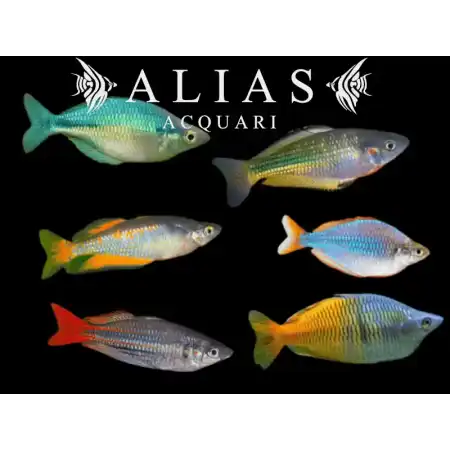 Melanotaenia Mixed