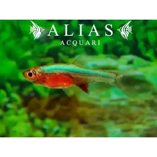 Rasbora Axelrodi Blue