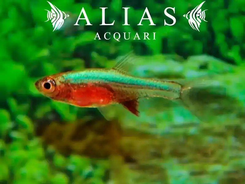 Rasbora Axelrodi Blue