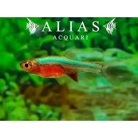 Rasbora Axelrodi Blue
