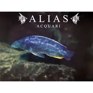 Haplochromis Linni