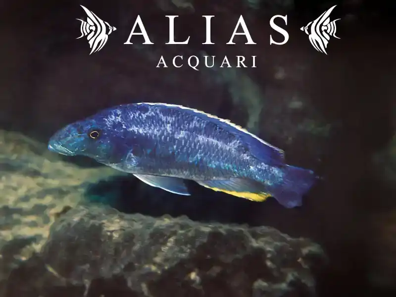 Haplochromis Linni