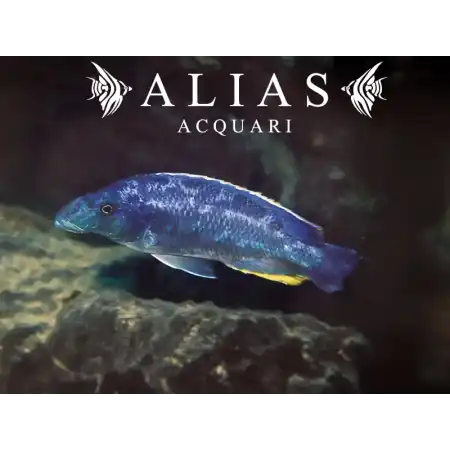 Haplochromis Linni