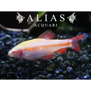 Barbus Titteya Albino