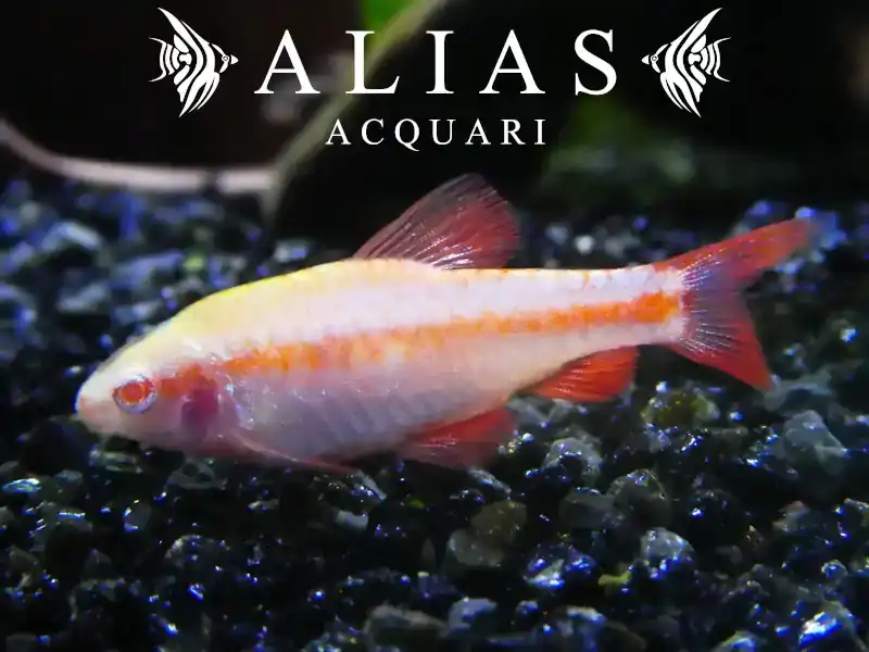 Barbus Titteya Albino