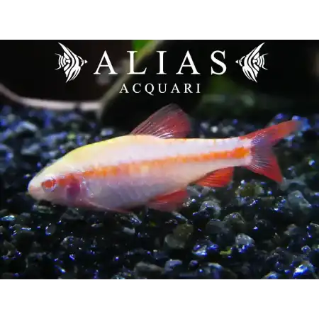 Barbus Titteya Albino
