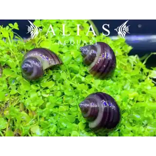 Amularis sp. Australs Purple