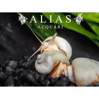 Amularis sp. Australs White