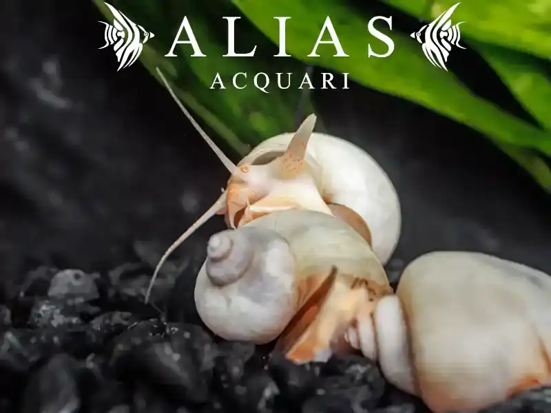Amularis sp. Australs White
