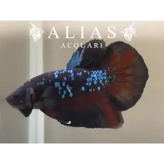 Betta splendens male Plakat Avatar