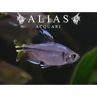 Hemigrammopetersius Caudalis