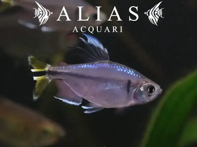 Hemigrammopetersius Caudalis