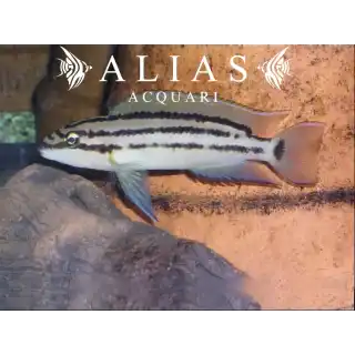 Chalinochromis Popelini