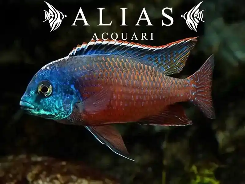 Cyrtocara (Nyassachromis) Boadzulu