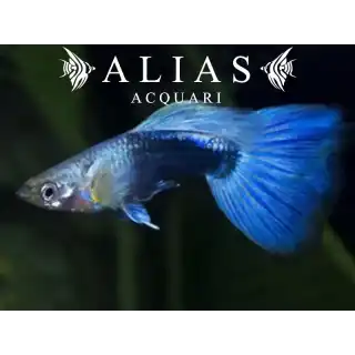 Guppy in coppia Blue Tuxedo