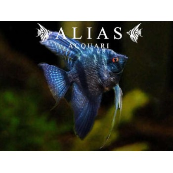 Pterophyllum scalare Pinoy Black