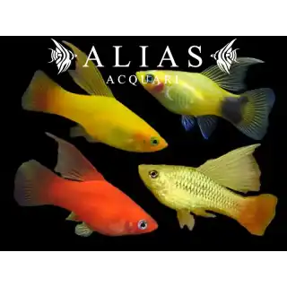 Platy Variatus Assorted