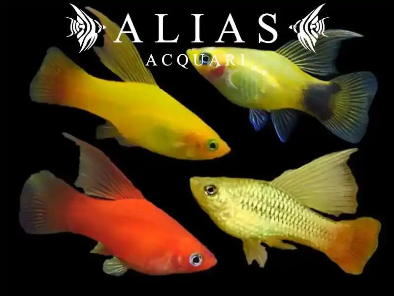 Platy Variatus Assorted