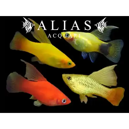 Platy Variatus Assorted