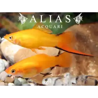 Xiphophorus helleri Orange Comet