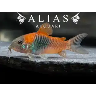Corydoras Venezuelanus orange