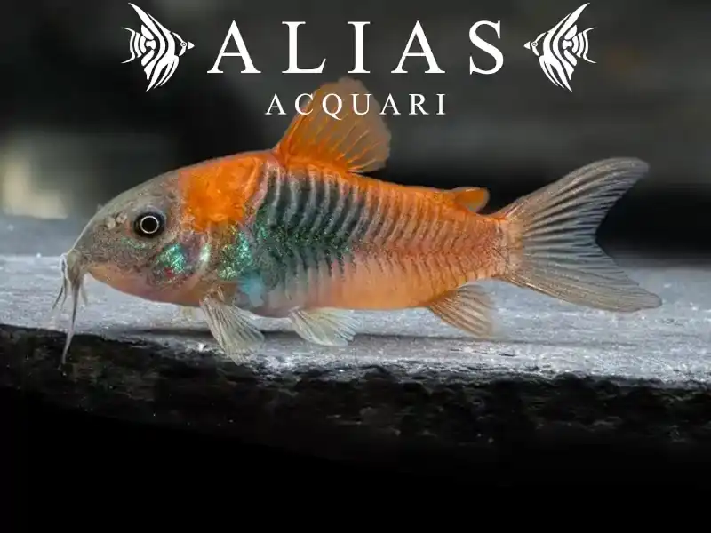 Corydoras Venezuelanus orange