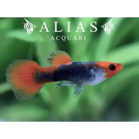 Guppy maschio Tuxedo Koi