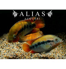 Herotilapia Multispinosa