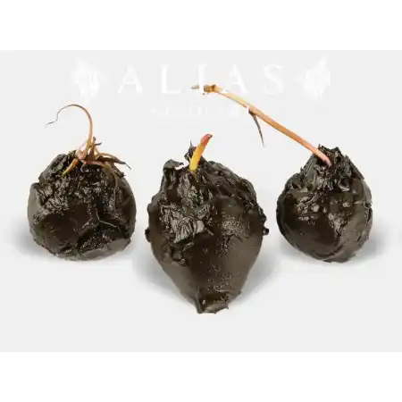 Nymphea rubra bulb