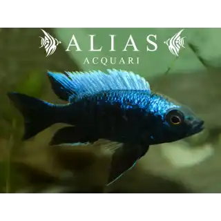 Copadichromis Trewavasae Lupingu