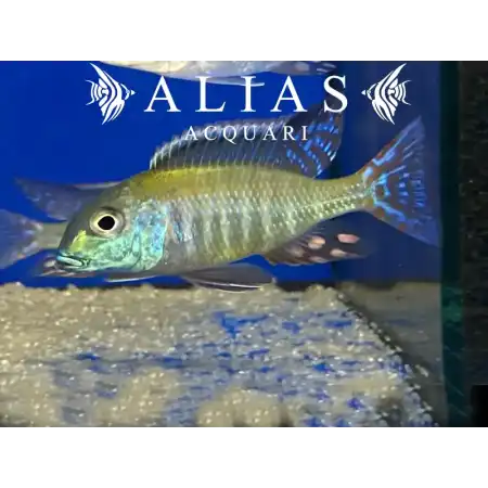 Lethrinops Albus Kande Island