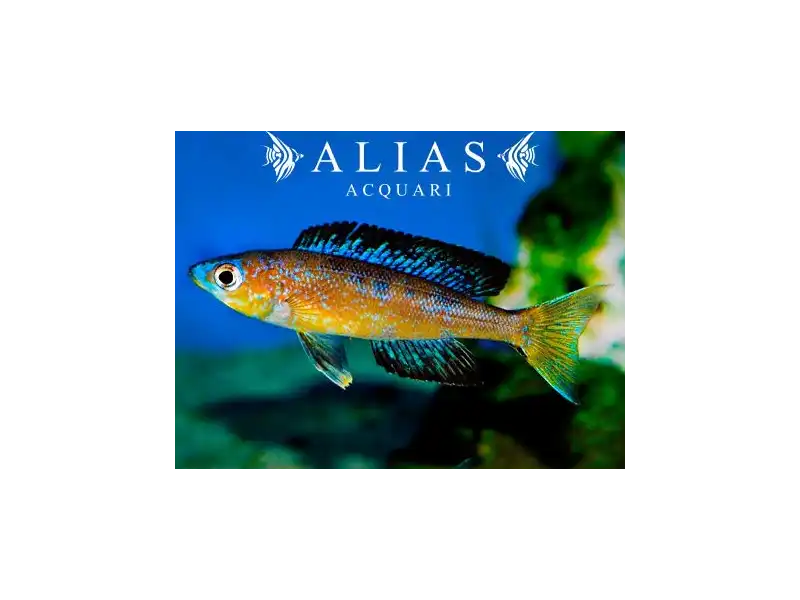 Cyprichromis microlepidotus «Bulu Point»