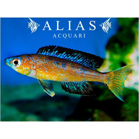 Cyprichromis microlepidotus «Bulu Point»