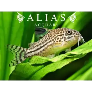 Corydoras Julii